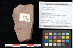 Foto (Objekt + Etikett) von Alnus gracilis Unger (NHMW-GEO-2024-0188-0737)